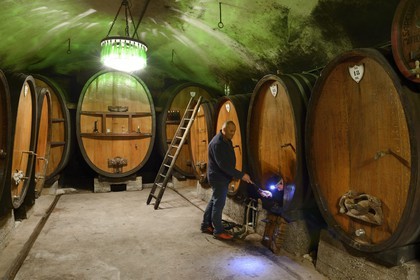 France, Bas Rhin, the Alsace Wine Route, Mittelbergheim, labelled Les Plus Beaux Villages de France (The Most Beautiful Villages of France), Domaine Wittmann wine cellar