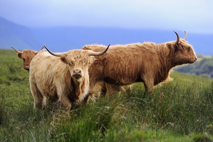 United Kingdom, Scotland, Highland, Inner Hebrides, Isle of Mull, Highland cattle