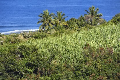 France, Ile de la Reunion, côte sud, Petite-Ile, champ de canne à sucre