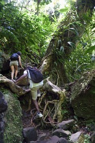 Caribbean, Dominica Island, Morne Trois Pitons National Park listed as World heritage by UNESCO, hike into the heart of the rainforest towards the Middleham Falls, Waitukubuli hiking trail that crosses the island