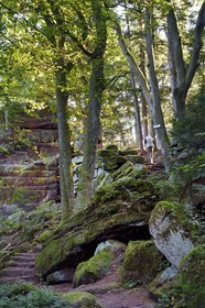 France, Bas-Rhin (67), Mont Saint-Odile, randonnée le long du Mur Païen, vestige d'un mur d'enceinte probablement de l'époque mérovingienne d'une longueur totale de onze kilomètres