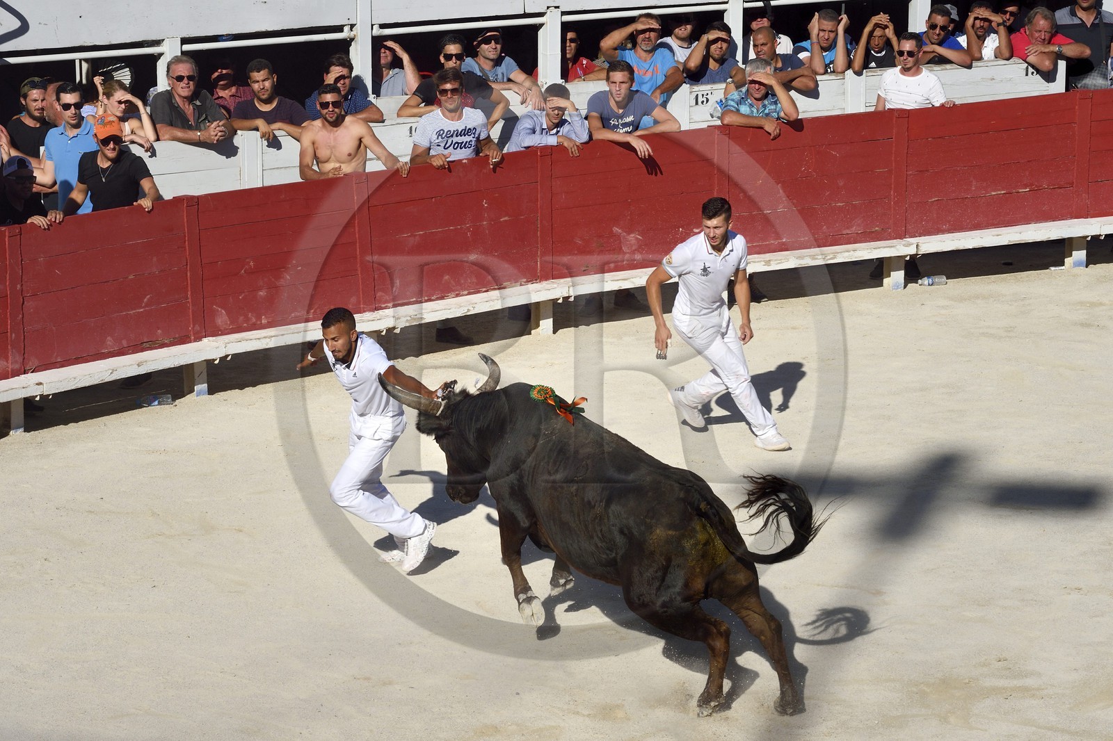 France, Bouches-du-Rhône (13), Arles, la course camarguaise  de la Cocarde d'Or aux Arènes, raseteur tentant d'attraper les attributs primés sur les cornes du taureau France, Bouches-du-Rhône (13), Arles, la course camarguaise  de la Cocarde d'Or aux Arènes, raseteur tentant d'attraper les attributs primés sur les cornes du taureau