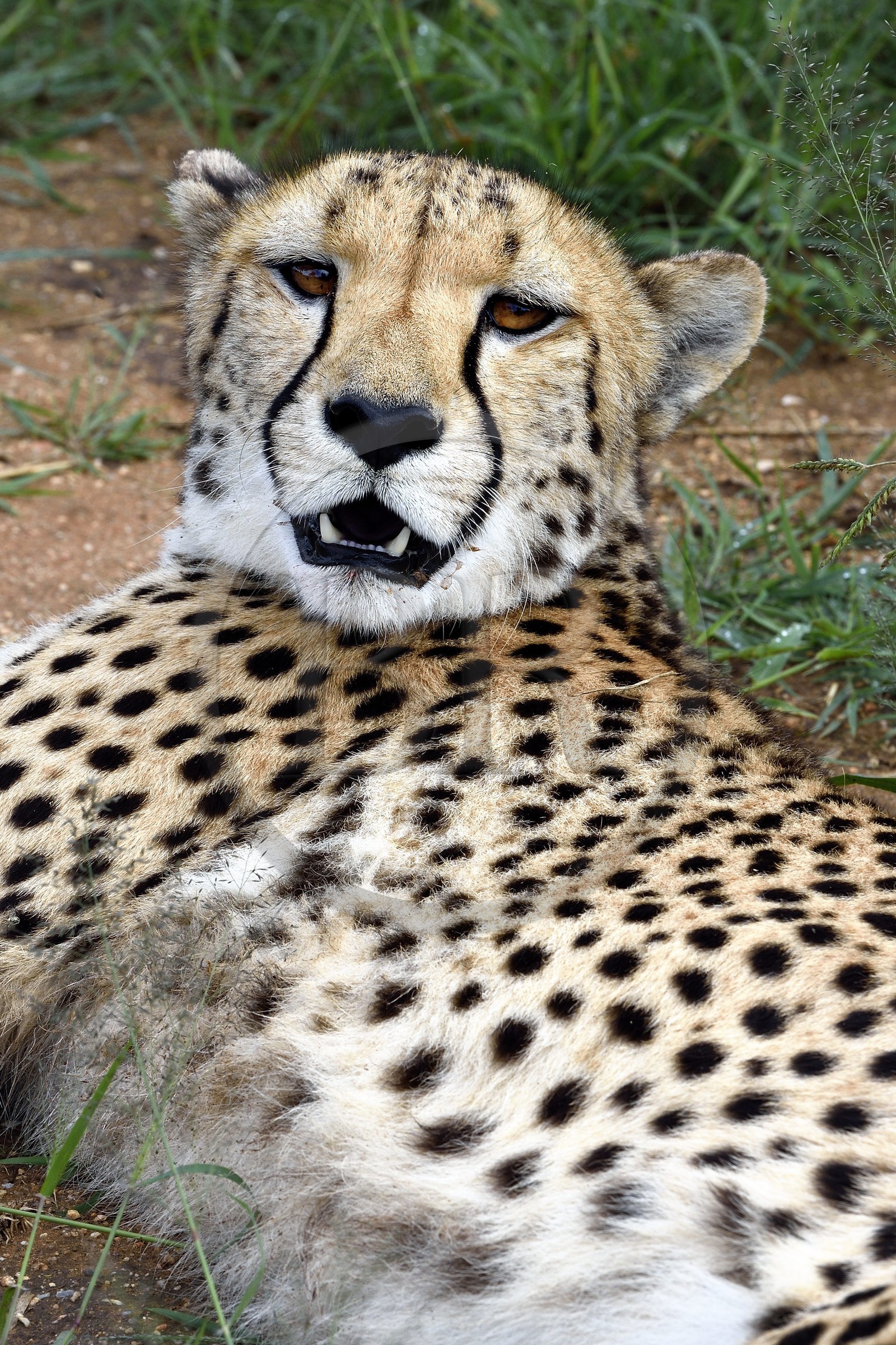 Namibie, Otjiwarongo, Cheetah Conservation Fund, centre de recherche et d'éducation, guépard (Acinonyx jubatus)