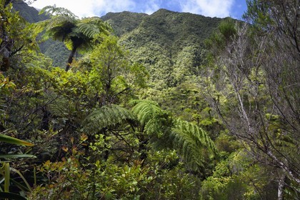 France, Ile de la Reunion, Parc National de la Réunion classé Patrimoine Mondial de l'UNESCO, La Plaine des Palmistes, forêt de Bébour, sentier de randonnée Cassé de Takamaka, fougères arborescentes (Cyathea glauca)