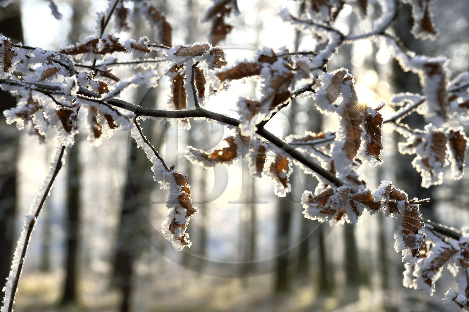 France, Bas-Rhin (67), région de Saverne, arbres givés