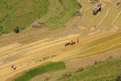 Vietnam, province de Lao Cai, région de Bac Ha, Can Cau, rizières en terrasses