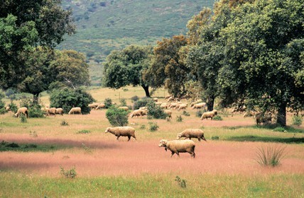 Espagne, Estrémadure, troupeaux de moutons