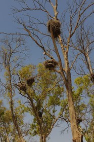 Morocco, Oriental Region, Saidia, stork nests