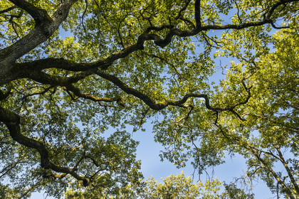 France, Var, Provence Verte (Green Provence), Bras, Academie du Bain de Foret Provencale (Academy of Forest Bathing in Provence), forest of the domaine Le Peyrourier - une campagne en Provence