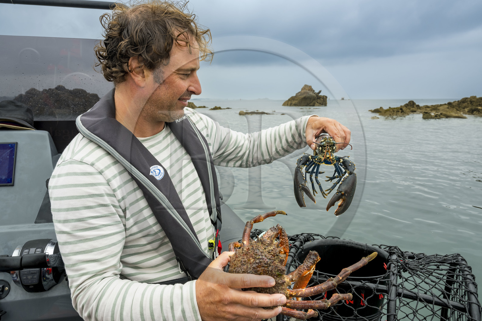 France, Finistère (29), Baie de Morlaix, Carantec, pêche au panier, pêche au panier, araignée de mer (Maja brachydactyla) et homard bleu