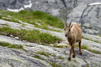 France, Alpes-Maritimes, parc national du Mercantour (Mercantour National Park), Valmasque valley, female Alpine ibex (Capra ibex)