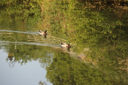 France, Côte d'Or (21), Semur-en-Auxois, canards sur la rivière l'Armançon