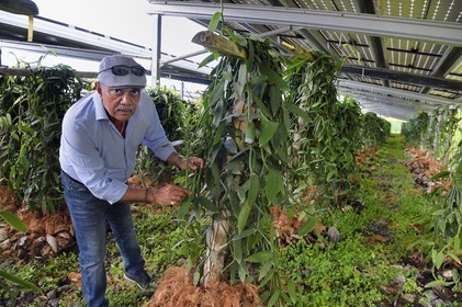 France, Ile de la Reunion, Saint-Louis, Domaine de Bellevue, producteur de vanille Planifolia biologique issues d'orchidées cultivées sous cinq hectares de panneaux photovoltaïques qui permettent d'alimenter plus de 1 800 foyers en électricité, Jean Edwards Saint-Lambert