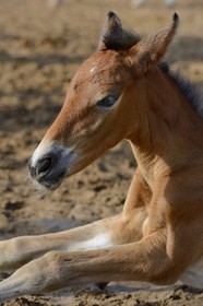 Espagne, Andalousie, province de Séville, Utrera, le haras Ayala (Yeguada Ayala), Pure race espagnole ou PRE (Pura Raza Espanola), poulain