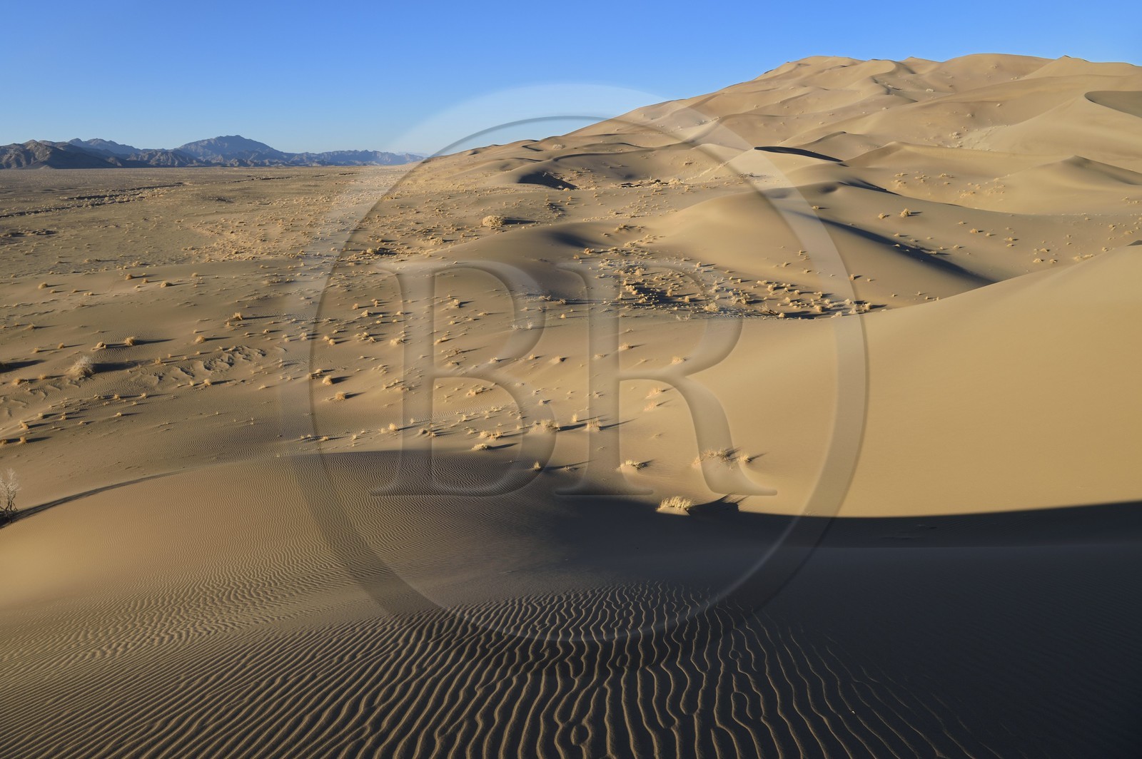 Iran, Province de Yazd, désert du Dasht-e Kavir, Moghestan, massif dunaire dont la plus haute dune atteint les 200 mètres