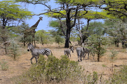 Tanzanie, Reserve de gibier de Selous une des plus grandes zones protégées au monde et inscrite sur la liste du patrimoine mondial de l’Unesco depuis 1982, girafes (Giraffa camelopardalis) et zèbres (Equus burchelli) dans la savane