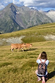 France, Hautes-Pyrénées (65), Saint-Lary-Soulan et Vielle-Aure, randonnée sur une variante du GR10 entre le col de Portet et les lacs de Bastan en bordure de la réserve naturelle de Néouvielle en arrière plan, troupeau de vaches en estive