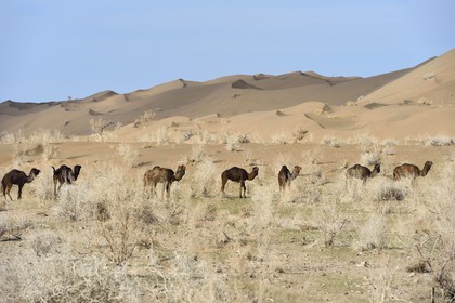 Iran, Province d'Ispahan, désert du Dasht-e Kavir, Mesr dans la région de Khur et Biabanak, dromadaires (Camelus dromedarius) au pied des dunes de sable