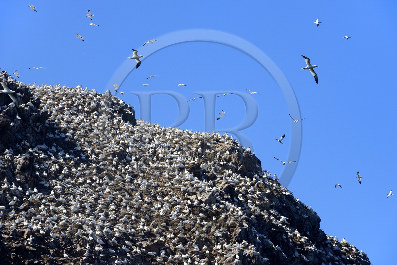 France, Cotes-d'Armor, Perros-Guirec, Sept-Iles Archipelago and bird sanctuary, Rouzic island, northern gannets colony (Morus bassanus), single point of nesting in France for more than 20,000 couples