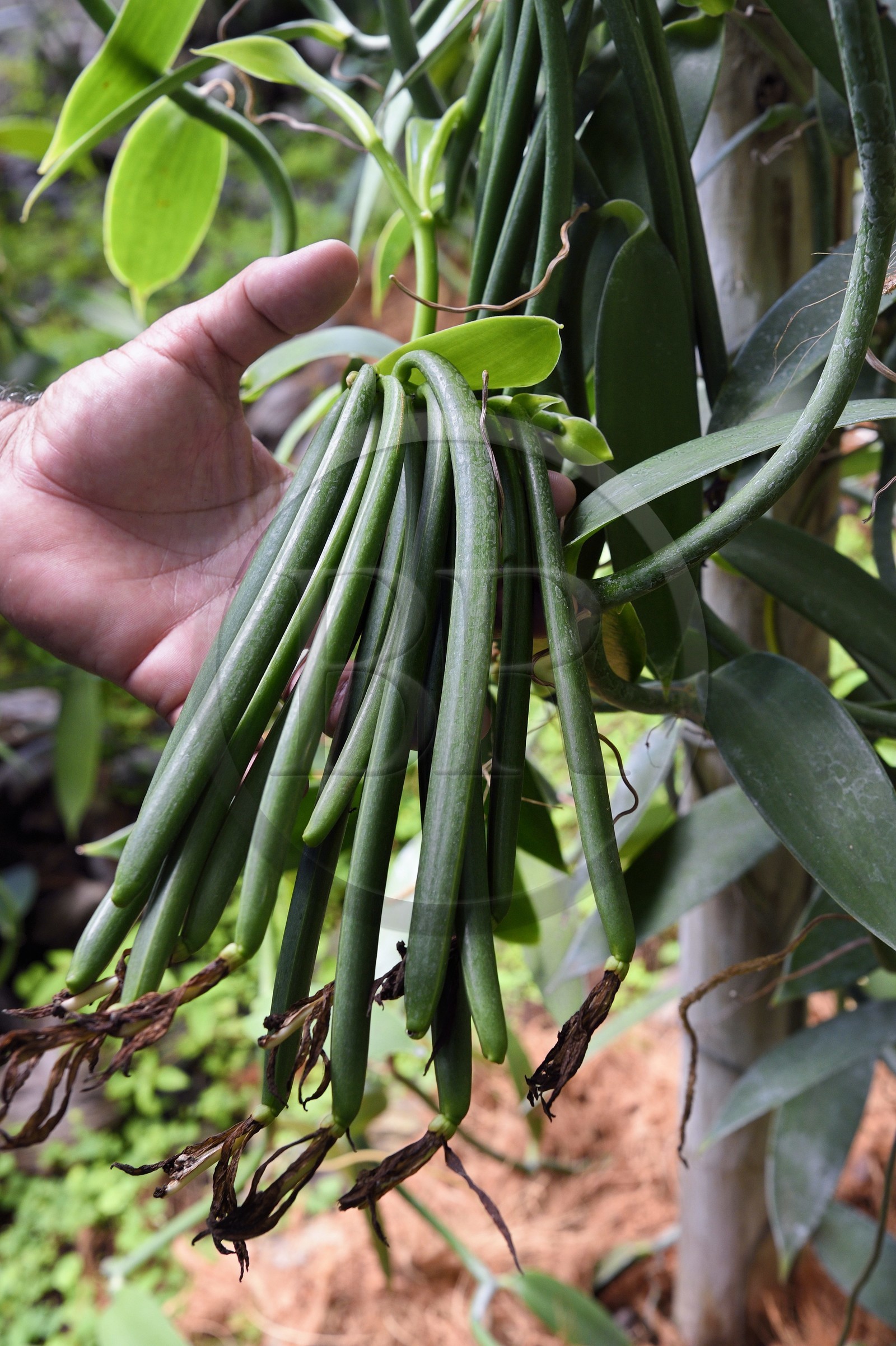 France, Ile de la Reunion, Saint-Louis, Domaine de Bellevue, producteur de vanille Planifolia biologique issues d'orchidées cultivées sous des panneaux photovoltaïques, gousses de vanille fécondées il y a 4 mois France, Ile de la Reunion, Saint-Louis, Domaine de Bellevue, producteur de vanille Planifolia biologique issues d'orchidées cultivées sous des panneaux photovoltaïques, gousses de vanille fécondées il y a 4 mois