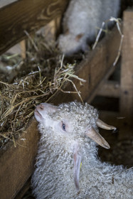France, Drôme (26), parc naturel régional des Baronnies provençales, Saint-Sauveur-Gouvernet, bergerie de la ferme Mohair du Moulin dans la vallée de l’Ennuye, élevage de chèvres angora