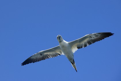 France, Côtes-d'Armor (22), Perros-Guirec, archipel et réserve ornithologique de Sept-Iles, Ile Rouzic, fou de Bassan (Morus bassanus)