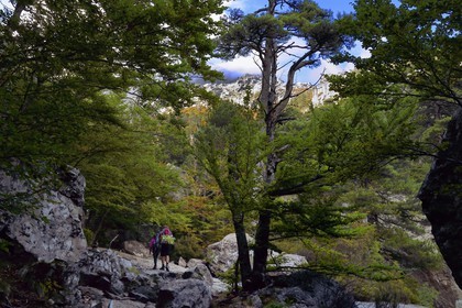 France, Haute Corse, Vivario, hiking on the GR 20, between Onda refuge and Vizzavona in the Vizzavona forest