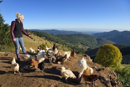 France, Haut-Rhin (68), Wasserbourg, Ferme-auberge Buchwald, Julie Wehrey nourrit ses poules et oies, en arrière plan la vallée de Wasserbourg