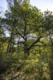 France, Var, Provence Verte (Green Provence), Bras, Academie du Bain de Foret Provencale (Academy of Forest Bathing in Provence), forest of the domaine Le Peyrourier - une campagne en Provence