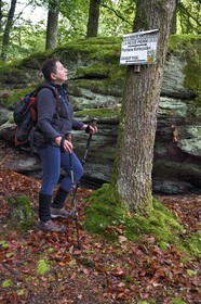France, Bas-Rhin (67), Parc Naturel régional des Vosges du Nord, La Petite Pierre, randonneuse sur le sentier des Trois Roches vers le Rocher Blanc