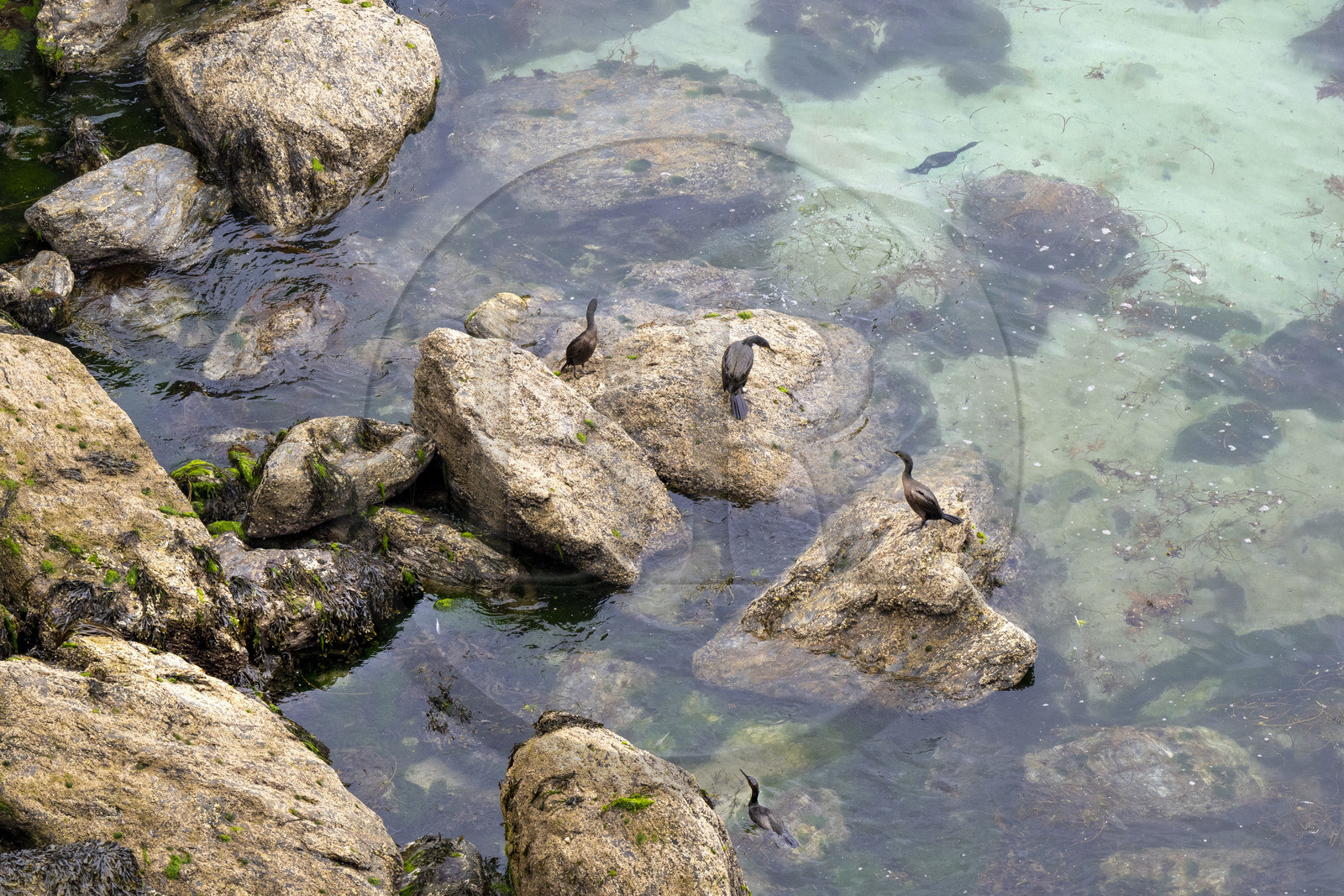 France, Morbihan (56), Ile de Groix, la réserve naturelle Francois Le Bail de la Pointe de Pen-Men, cormorans sur les rochers France, Morbihan (56), Ile de Groix, la réserve naturelle Francois Le Bail de la Pointe de Pen-Men, cormorans sur les rochers
