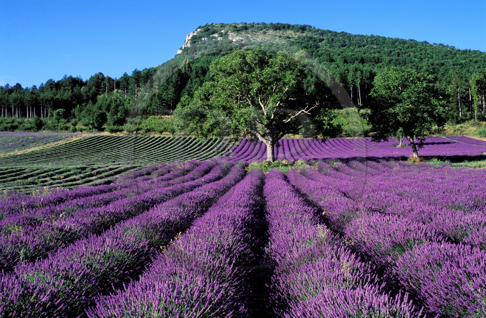France, Drôme (26), champ de lavande en été dans la vallée de l' Ennuye