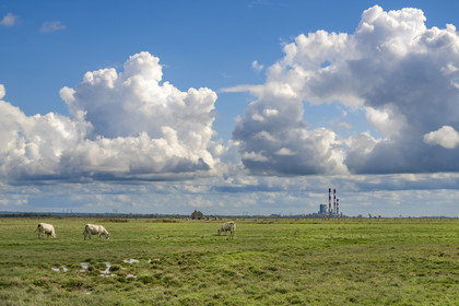 France, Loire-Atlantique (44), Lavau-sur-Loire, vaches dans les prés en bordure de l'estuaire de la Loire et la centrale électrique thermique de Cordemais en arrière plan