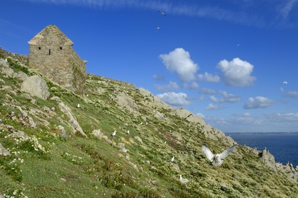 France, Côtes-d'Armor (22), Perros-Guirec, archipel et réserve ornithologique de Sept-Iles, Ile aux Moines, zone de nidification avec mouettes jeunes et adultes