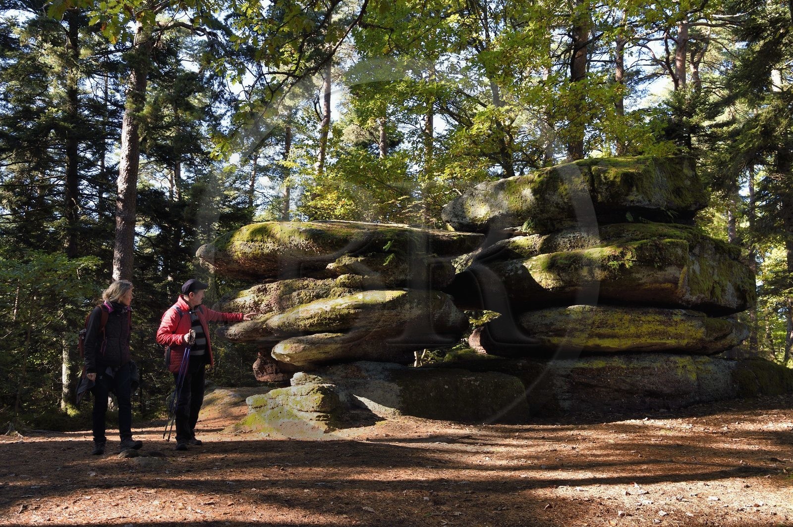 France, Bas-Rhin (67), Mont Saint-Odile, randonnée le long du Mur Païen, rocher de grès (Beckenfels - Rocher à bassins) intégré au vestige d'un mur d'enceinte probablement de l'époque mérovingienne d'une longueur totale de onze kilomètres