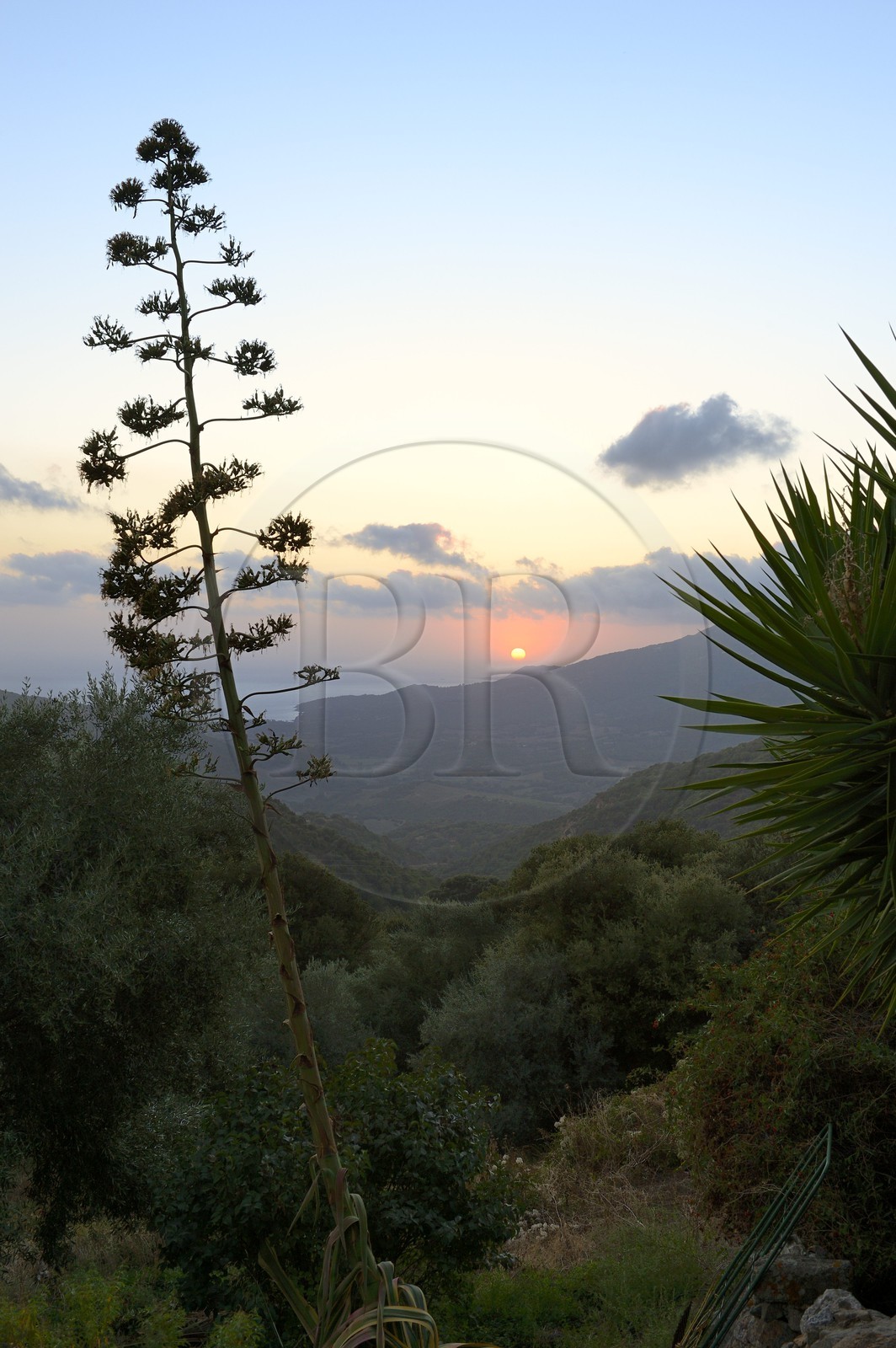France, Corse-du-Sud (2A), région de Sartène, Fozzano, agave au coucher de soleil France, Corse-du-Sud (2A), région de Sartène, Fozzano, agave au coucher de soleil