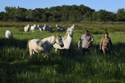 France, Bouches-du-Rhône (13), Parc naturel régional de Camargue, Mas du Menage, manade Saint Antoine (Cauzel), recupération des chevaux camarguais dans leurs paturages