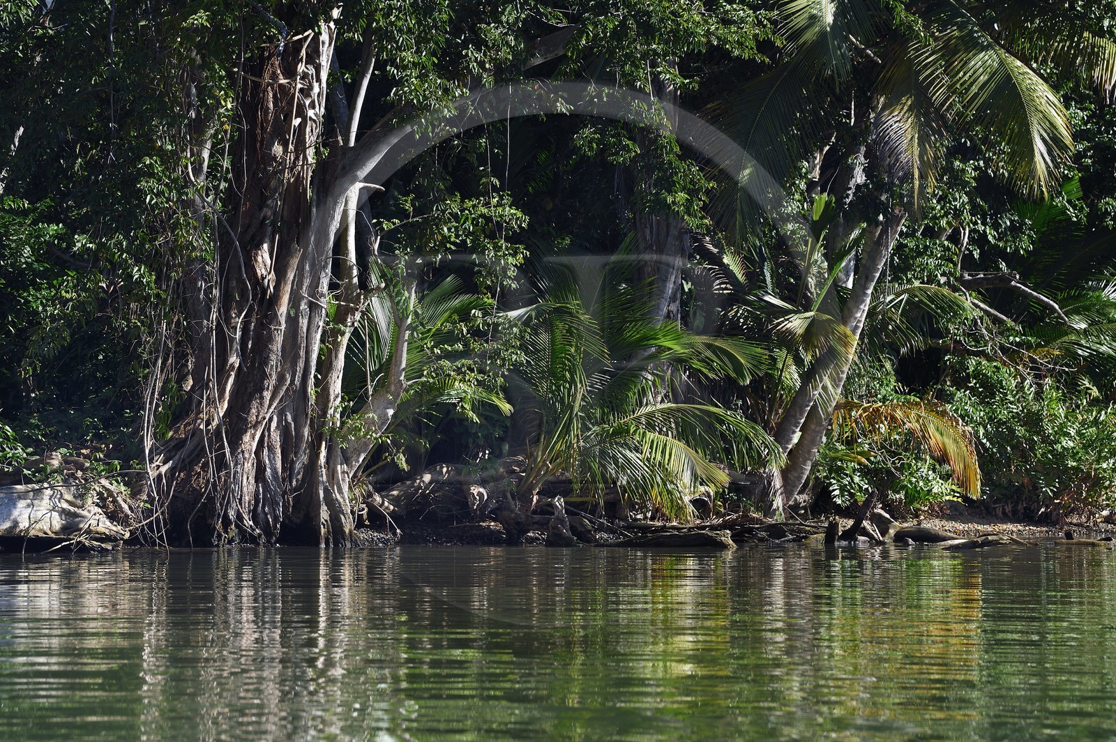 Caraïbes, Ile de la Dominique, Portsmouth, les rives de l'Indian River