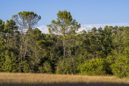 France, Var, Provence Verte (Green Provence), Bras, Academie du Bain de Foret Provencale (Academy of Forest Bathing in Provence), forest of the domaine Le Peyrourier - une campagne en Provence