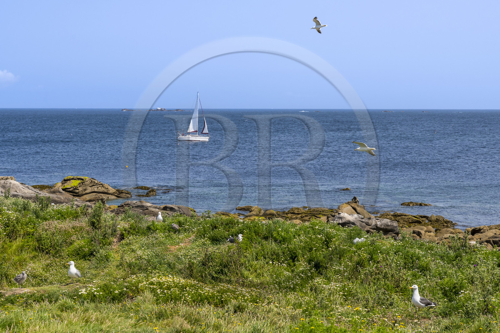France, Finistère (29), Pays des Abers, Ile Vierge dans l'archipel de Lilia, de très nombreux goélands peuple l'île en période de nidification
