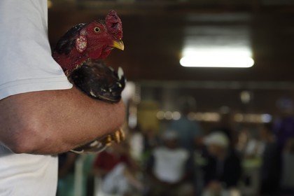 France, Ile de la Reunion, Petit Tampon, combat de coqs dans le Rond de Coq