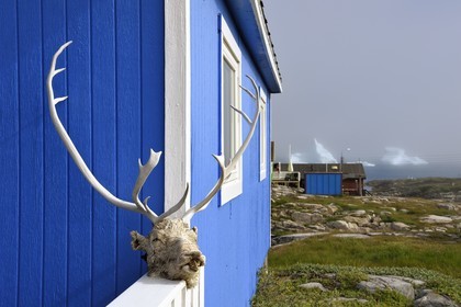 Groenland, cote ouest, Ile de Disko, Qeqertarsuaq, tête de renne séchant au soleil