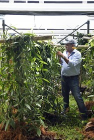 France, Ile de la Reunion, Saint-Louis, Domaine de Bellevue, producteur de vanille Planifolia biologique issues d'orchidées cultivées sous cinq hectares de panneaux photovoltaïques qui permettent d'alimenter plus de 1 800 foyers en électricité
