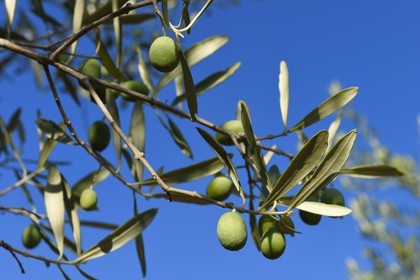 France, Var, Draguignan, olives on branch