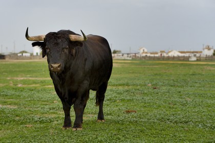 Espagne, Andalousie, province de Séville, Utrera, domaine El Toruno, élevage de taureaux de combat