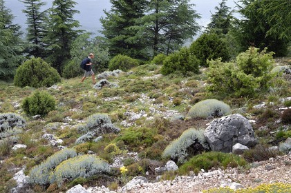 France, Var, Plan d'Aups Sainte Baume, Sainte-Baume Regional Nature Park, Sainte-Baume Massif, hiker on the GR 98 at the top of the cliff between Saint-Pilon and Pic de Bretagne