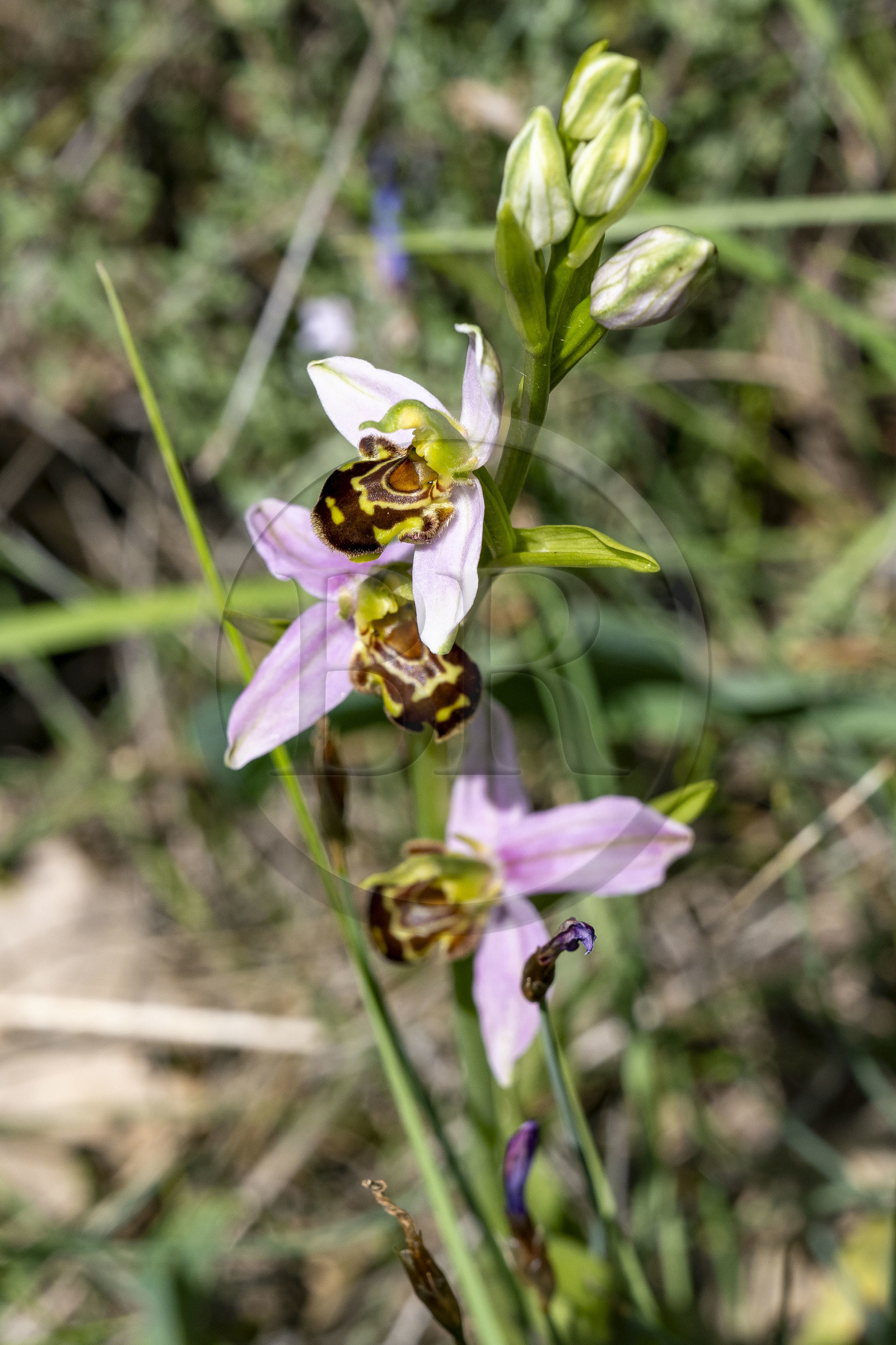 France, Vaucluse (84), Dentelles de Montmirail, orchidée Ophrys abeille (Ophrys apifera)