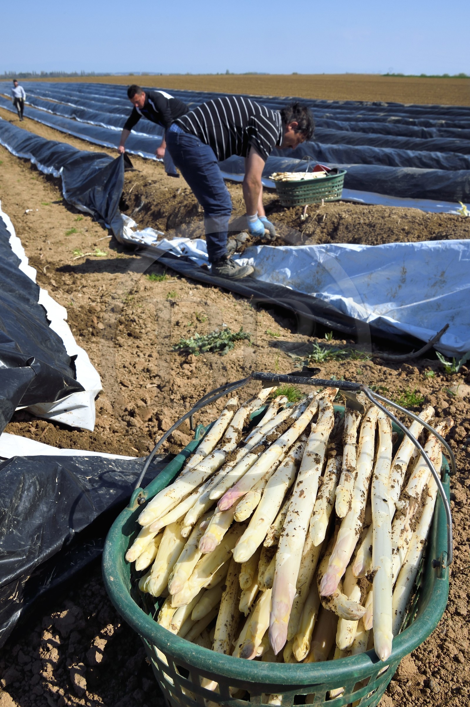 France, Bas-Rhin (67), Fessenheim-Le-Bas, récolte d'asperges blanches dans un champ de la Ferme Weckel
