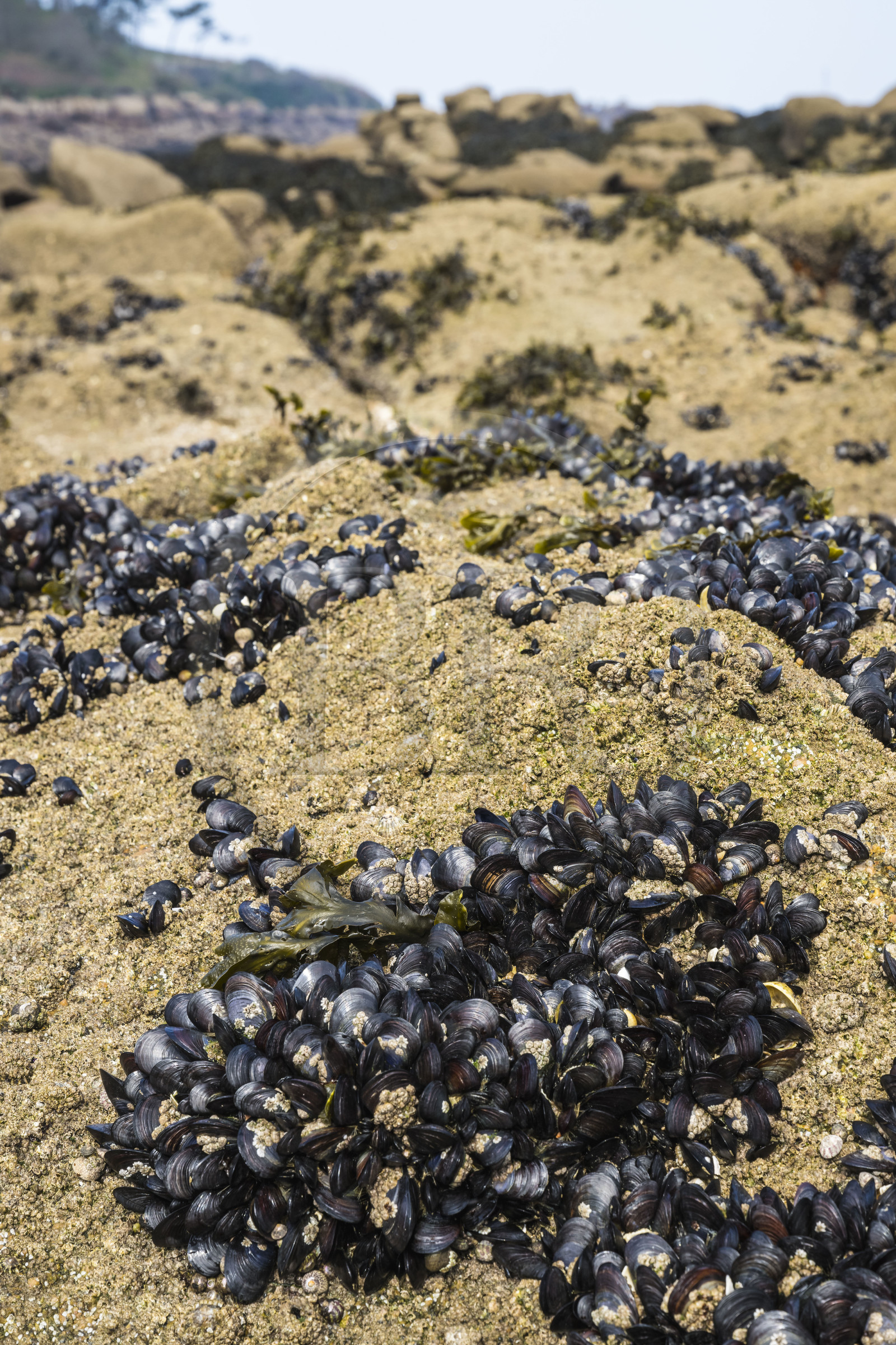 France, Cotes-d'Armor, Cote de Granit Rose, Trébeurden, Millau island, shoal of wild mussels at low tide