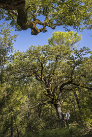 France, Var, Provence Verte (Green Provence), Bras, Academie du Bain de Foret Provencale (Academy of Forest Bathing in Provence), forest of the domaine Le Peyrourier - une campagne en Provence